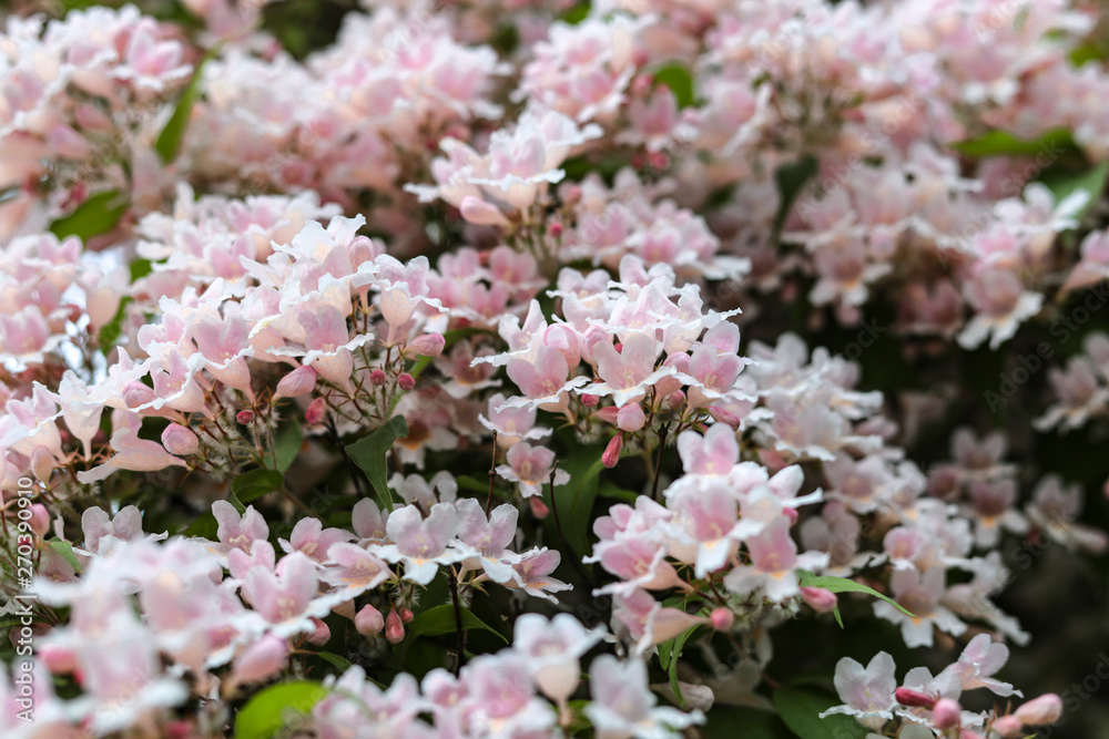 flowers in the garden