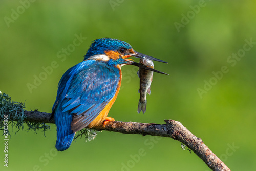 kingfisher (Alcedo atthis)