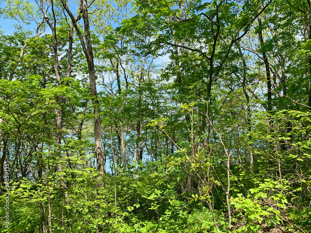 Fototapeta premium Russia, Vladivostok. Deciduous forest on the island of Shkot in sunny weather