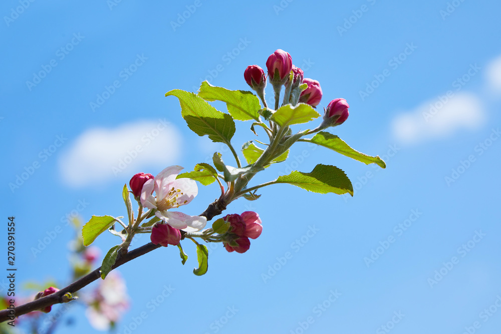 Blossoming apple tree in spring. Apple blossom, apple tree in garden Blossoming apple tree in spring. Apple blossom, apple tree in garden