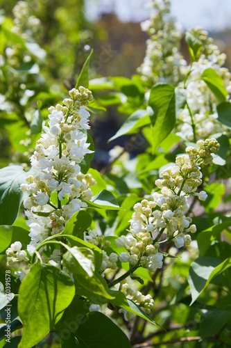 Branches of white lilac and green leaves. Blooming branch of lilac 