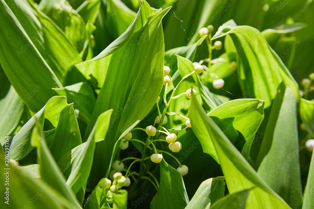 Lily of the valley (Convallaria majalis), blooming in the spring forest, close-up Lily of the valley (Convallaria majalis), blooming in the spring forest, close-up