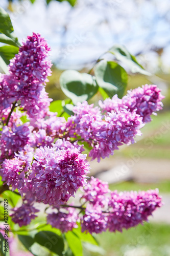 Lilac. Lilacs  syringa or syringe. Colorful purple lilacs blossoms with green leaves. Floral pattern. Lilac background texture. Lilac wallpaper