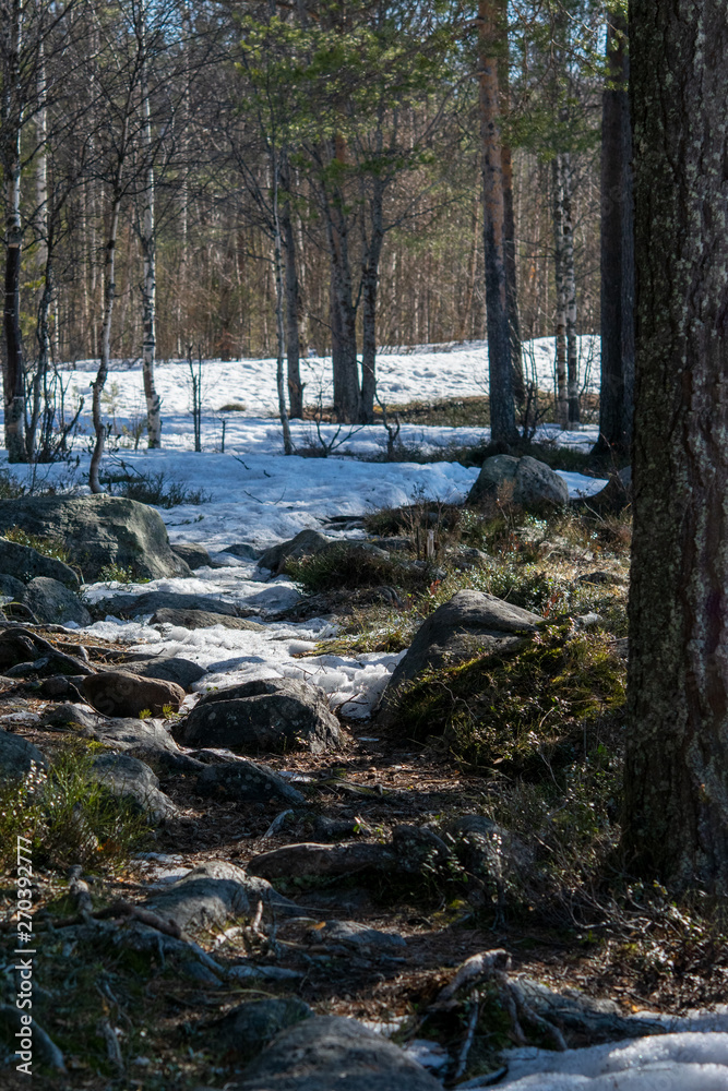 Sunny day in the forest in early spring