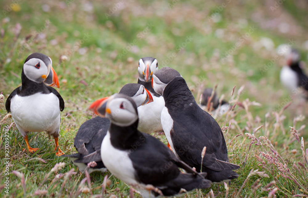 Fototapeta premium Puffin Bird Wildlife