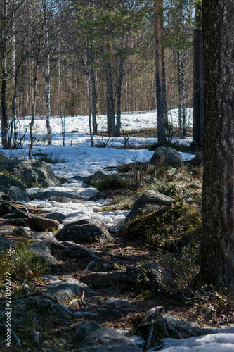Sunny day in the forest in early spring