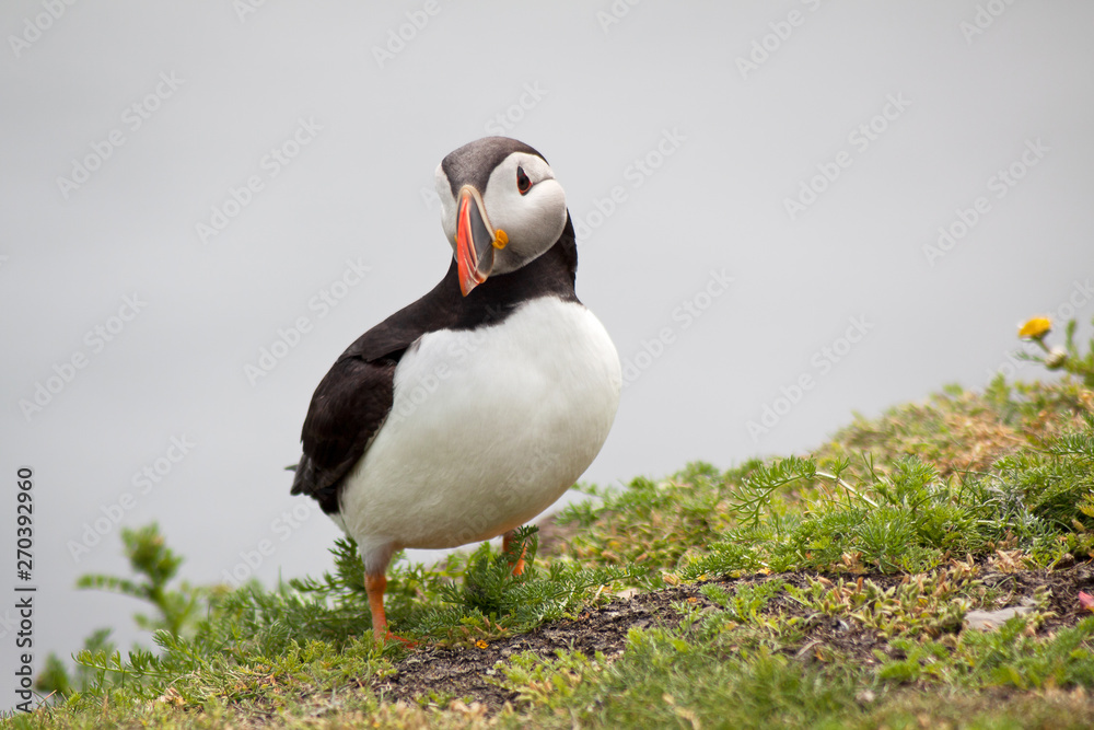 Puffin Bird Wildlife Puffin Bird Wildlife