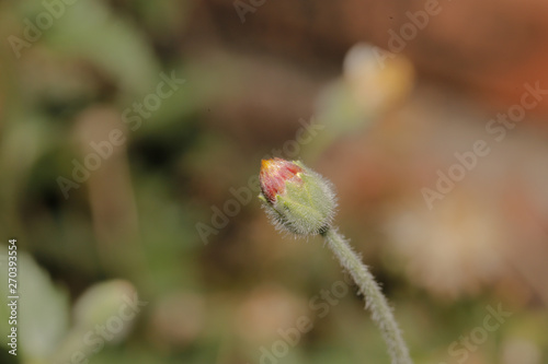 macro Grass Flower close up