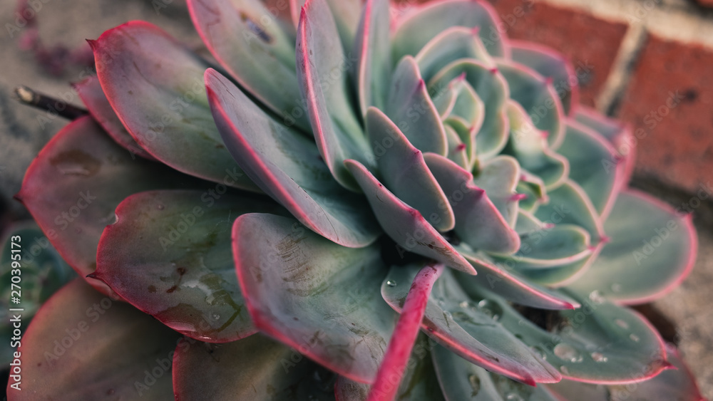succulent succulent