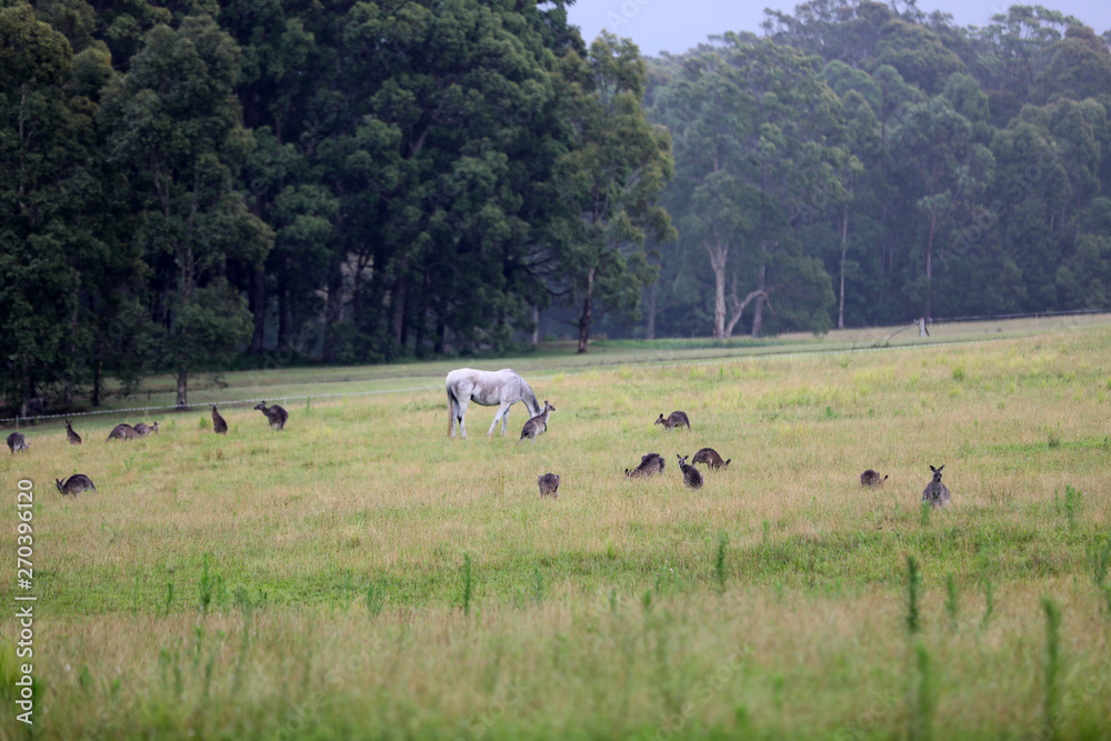 Känguru beim Fressen in Australien Känguru beim Fressen in Australien