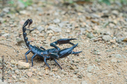 A scorpion usually live in the crevices. © Kittiwat