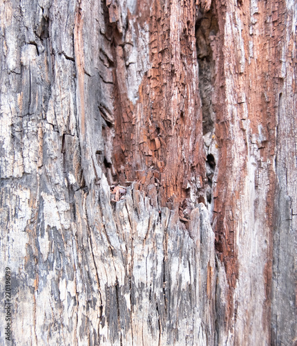 Old wood for the background or old gray wood surface Antique or furniture surface Corroded surfaces over time Wood more than a hundred years old Old wooden background closer.
