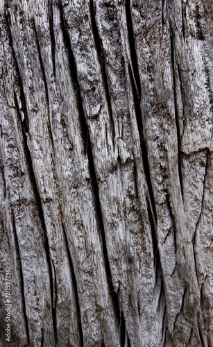 Old wood for the background or old gray wood surface Antique or furniture surface Corroded surfaces over time Wood more than a hundred years old Old wooden background closer.