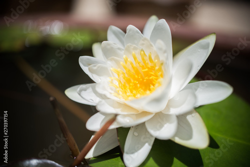 Beautiful lotus flower in pond The symbol of the Buddha  Thailand.