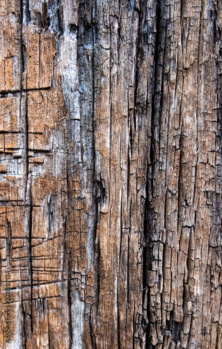 Old wood for the background or old gray wood surface Antique or furniture surface Corroded surfaces over time Wood more than a hundred years old Old wooden background closer.