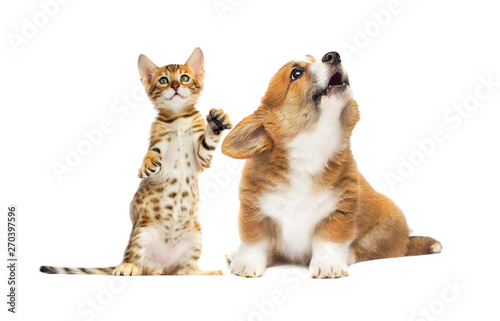 kitten and puppy look up