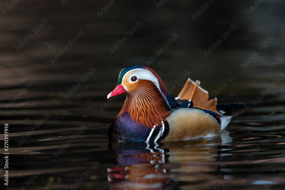 The beauty of mandarin ducks The color of the fur is extremely beautiful. The beauty of mandarin ducks The color of the fur is extremely beautiful.