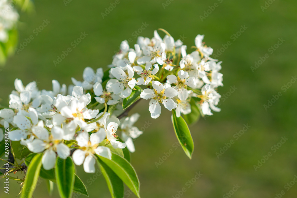 Pear tree blossom close-up. White pear flower on naturl background. Fruit tree blossom close-up. Shallow depth of field Pear tree blossom close-up. White pear flower on naturl background. Fruit tree blossom close-up. Shallow depth of field