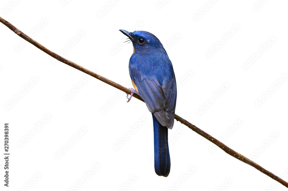 Blue bird isolated on white background
