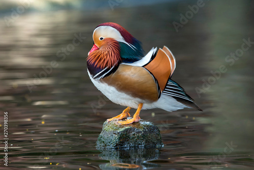 The beauty of mandarin ducks The color of the fur is extremely beautiful.