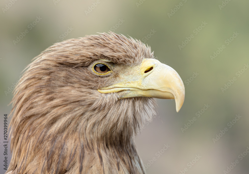 An eagle close up shot. An eagle close up shot.