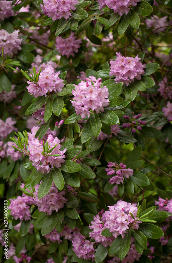 rhododendron