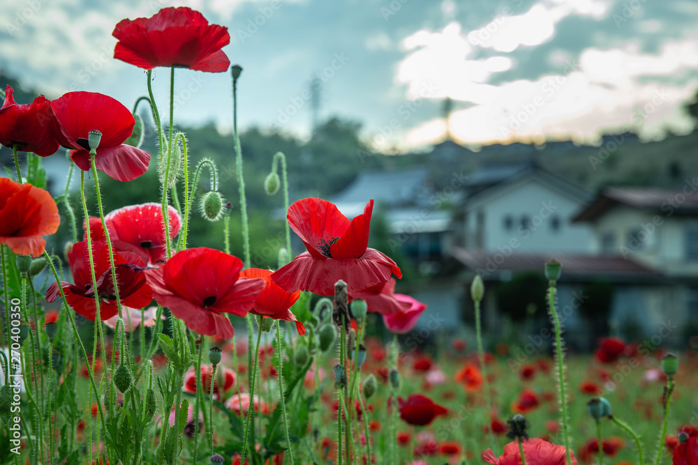 Obraz premium ポピーぽっぽ