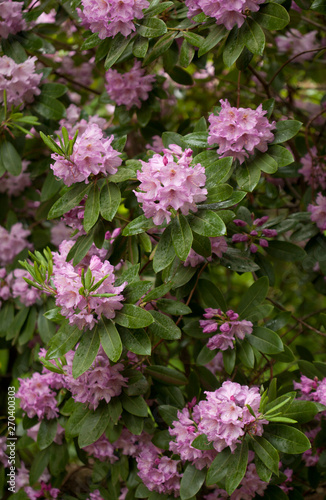 rhododendron