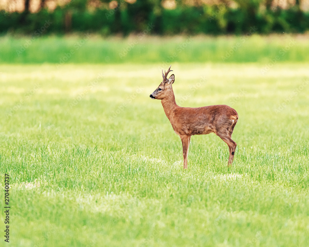 Roebuck in mowed meadow in spring. Roebuck in mowed meadow in spring.