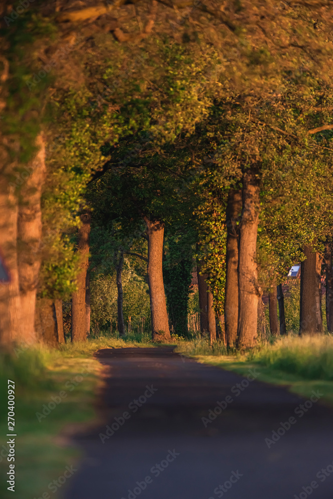 Fototapeta premium Country road with trees in evening sunlight in spring.
