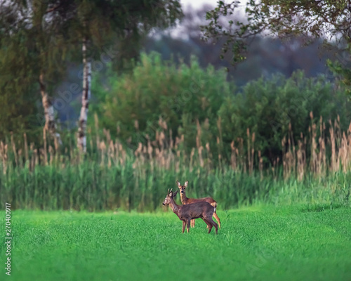 Fototapeta Naklejka Na Ścianę i Meble -  Two roe deer standing in farmland in spring.