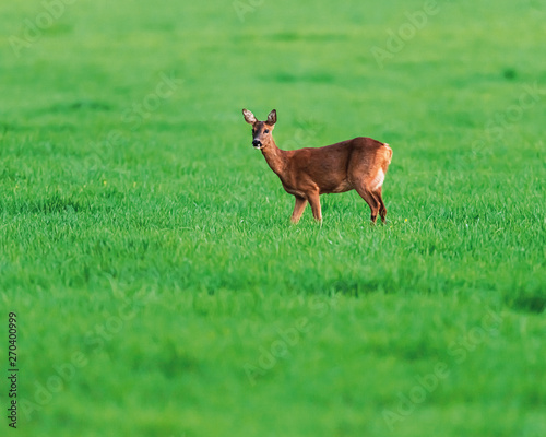Roe deer doe in meadow in spring in evening sunlight.