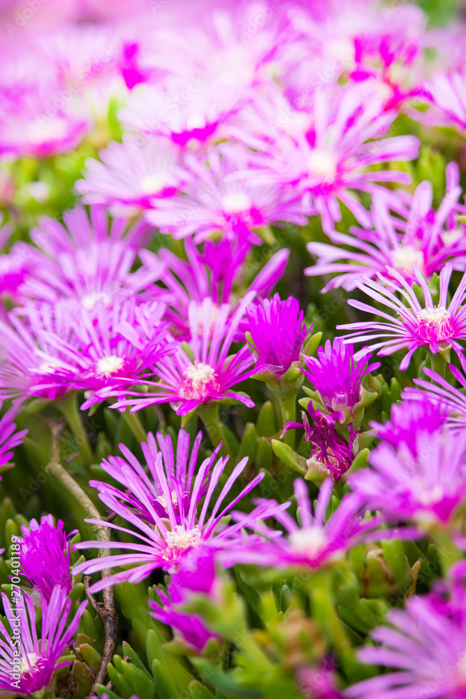 Obraz premium マツバギク