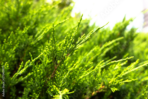 Green branches filled with prickly feathers or pine trees Nature background concept