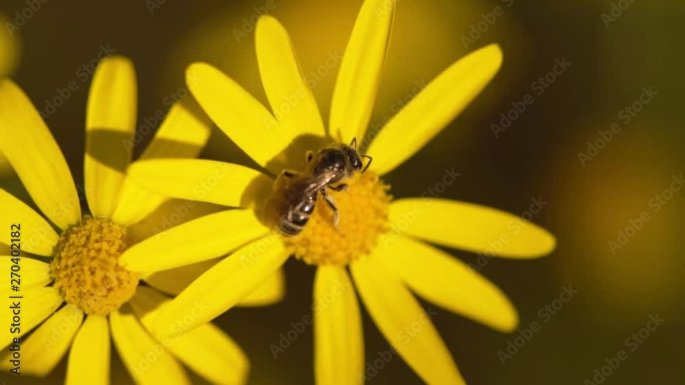 Honey bee collecting honey on flowers summer or spring season bright sunshine natural floral background beautiful garden blossom field Honey bee collecting honey on flowers summer or spring season bright sunshine natural floral background beautiful garden blossom field