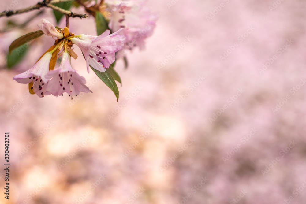 Fototapeta premium Pink Blossom Background