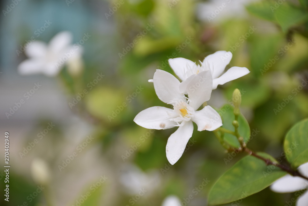 Obraz premium white flower in garden