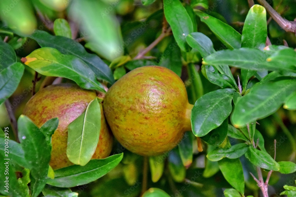 Hanging on a tree among green leaves in the summer ripe fruit of the pomegranate