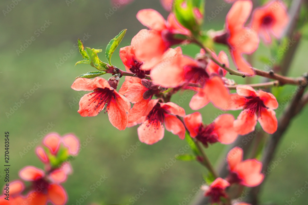 Close up Flowers in soft focus. Orange or coral color Close up Flowers in soft focus. Orange or coral color