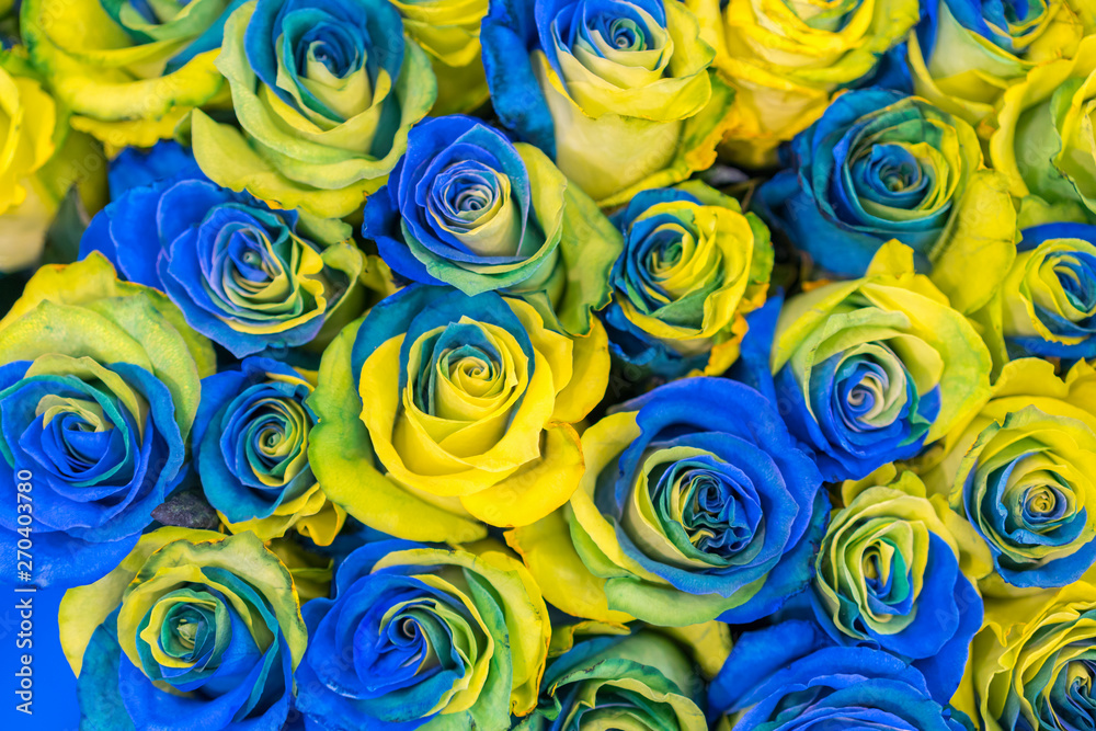 concept ukrainian blue and yellow roses top view. Fancy yellow and blue  roses. Fantastic flowers. Blue
