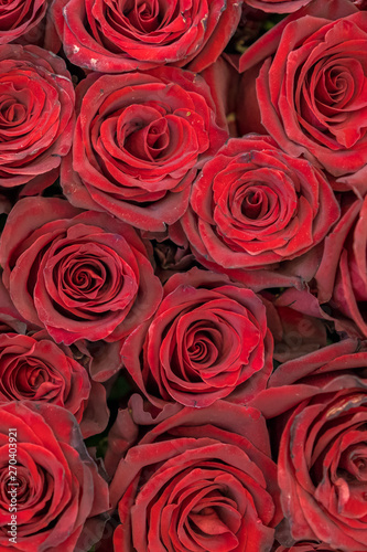 Red roses background. Fresh red and burgundy roses. Red rose buds. vertical photo