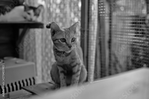cat on roof