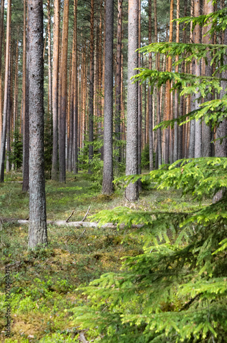 Pine forest in spring.