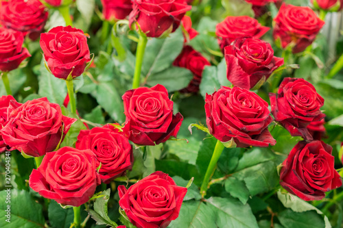 Fresh, natural red roses with green leaves. background