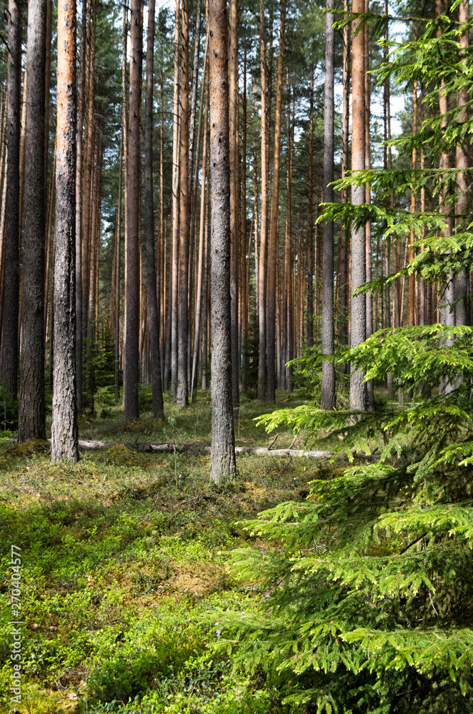Pine forest in spring. Pine forest in spring.
