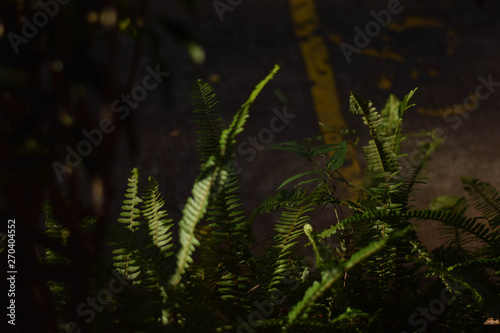 ferns in forest
