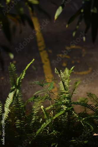 tree in forest