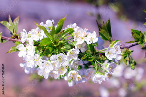 Cherry tree in white flowers. Blossoming cherry tree branch. Blossoming spring time.