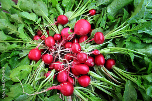 Red garden radish with green leaves.