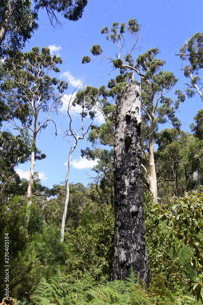 Fototapeta premium Verkohlter Baumstumpf im Grampians-Nationalpark in Australien